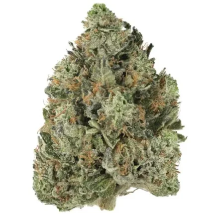 在线购买巴布大麻原生株