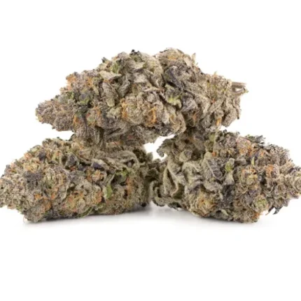 在线购买含羞草品种